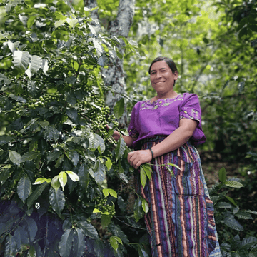 Half Mile Coffee Fair Trade Organic Guatemala Chimaltenango