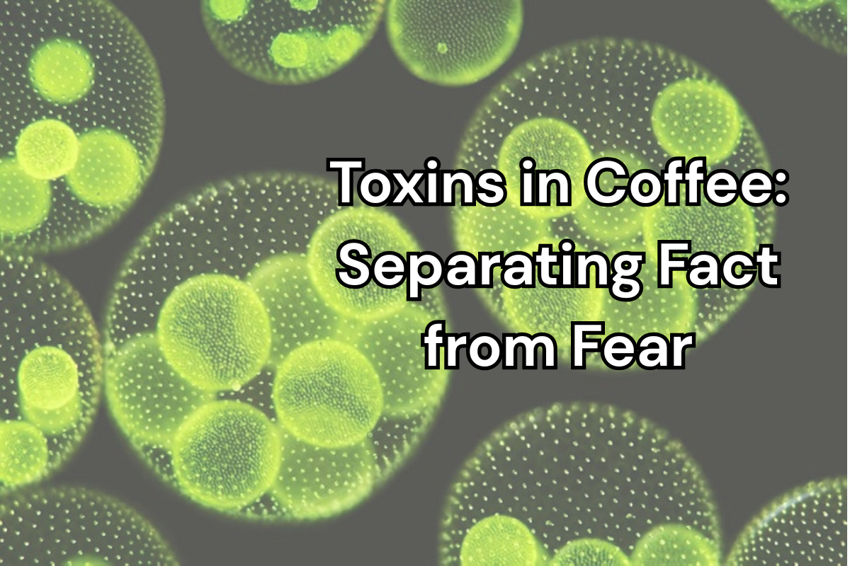 Toxins in Coffee: Separating Fact from Fear — Why Specialty Coffee Is Different