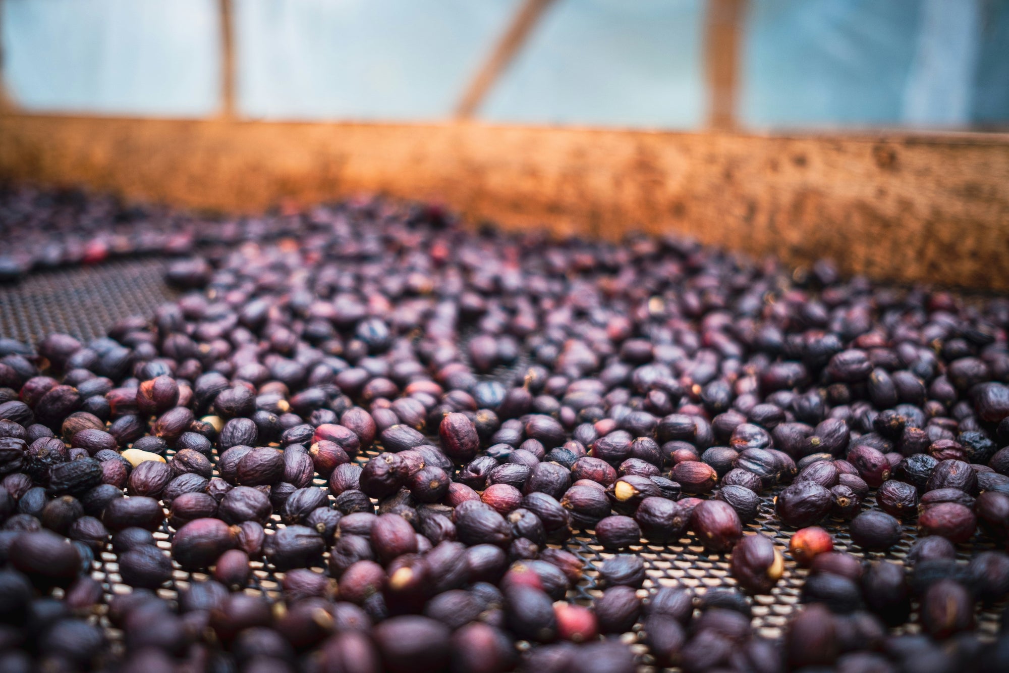 Natural Coffee Processing in cherry image