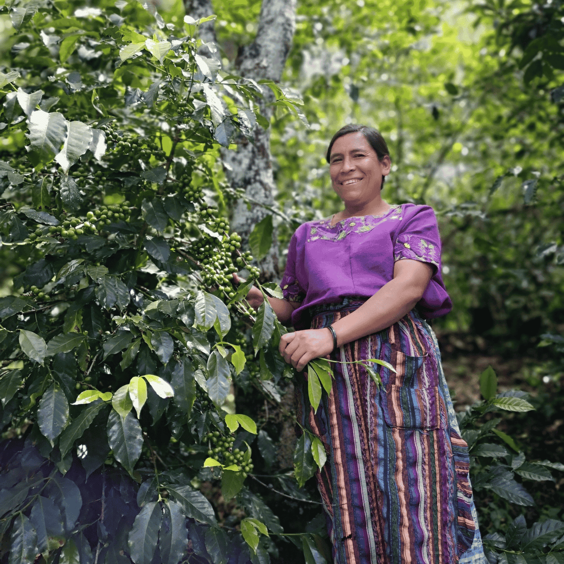 New! Guatemala Fair Trade Organic