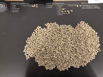 Professional Green Coffee Evaluation & CVA Scoring
