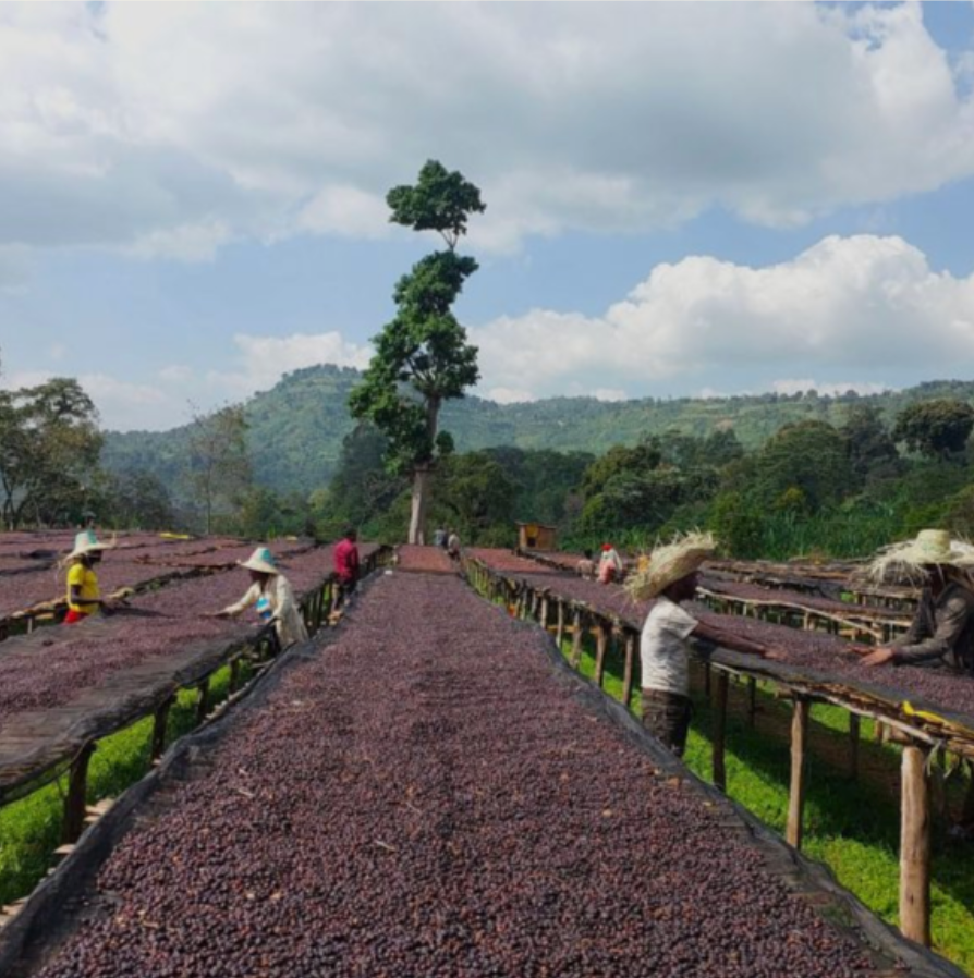 Super Natural Process Ethiopian Yirgacheffe