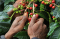 coffee cherry harvesting