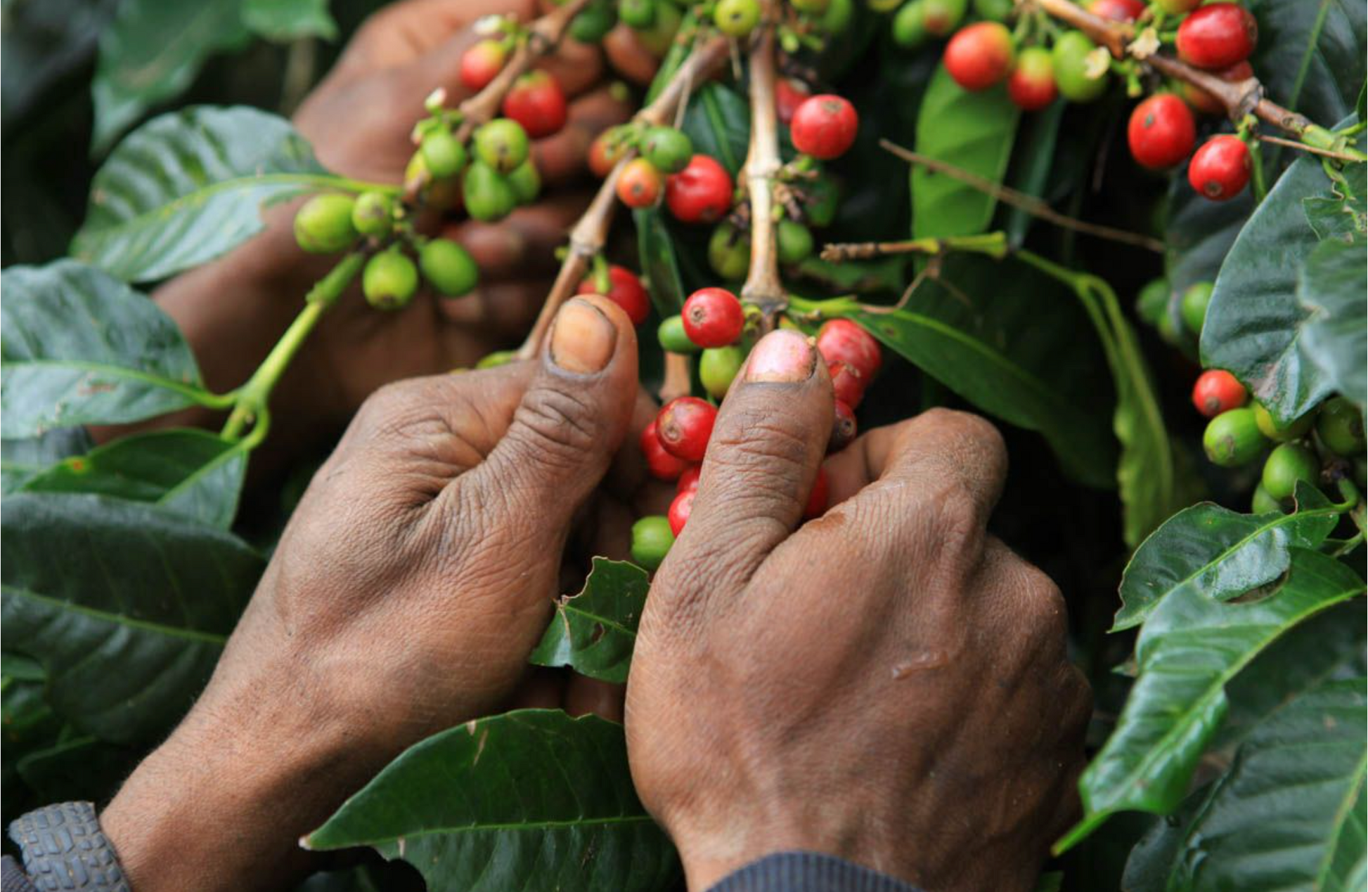 coffee cherry harvesting