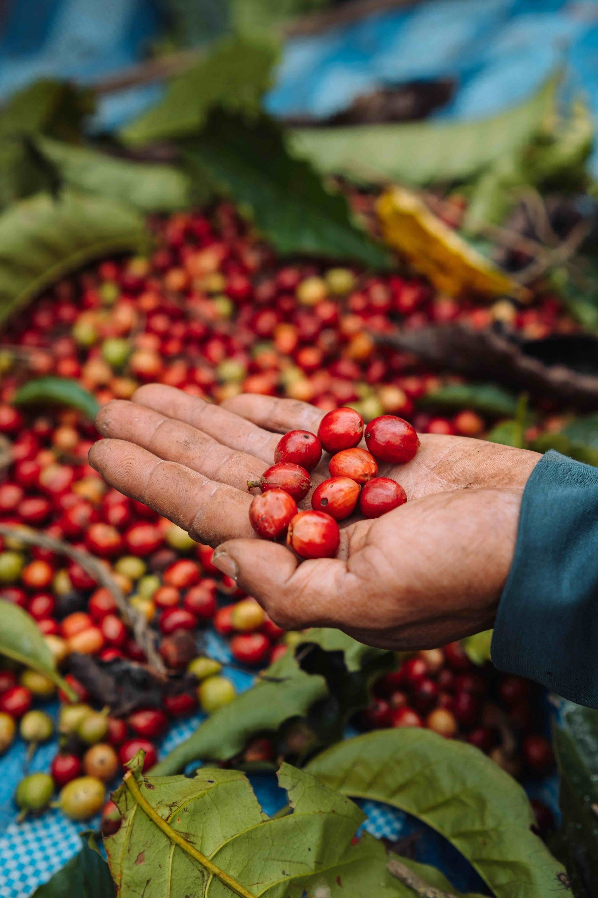 coffee cherries 