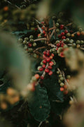 coffee cherries on coffee tree 