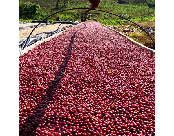 Coffee Cherries on drying bed