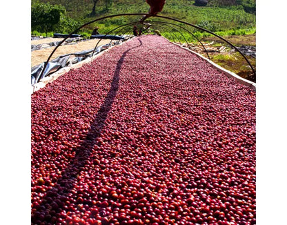 Coffee Cherries on drying bed