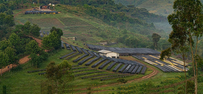 gesha village oma 